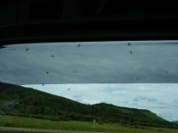 Mücken vor dem Autofenster